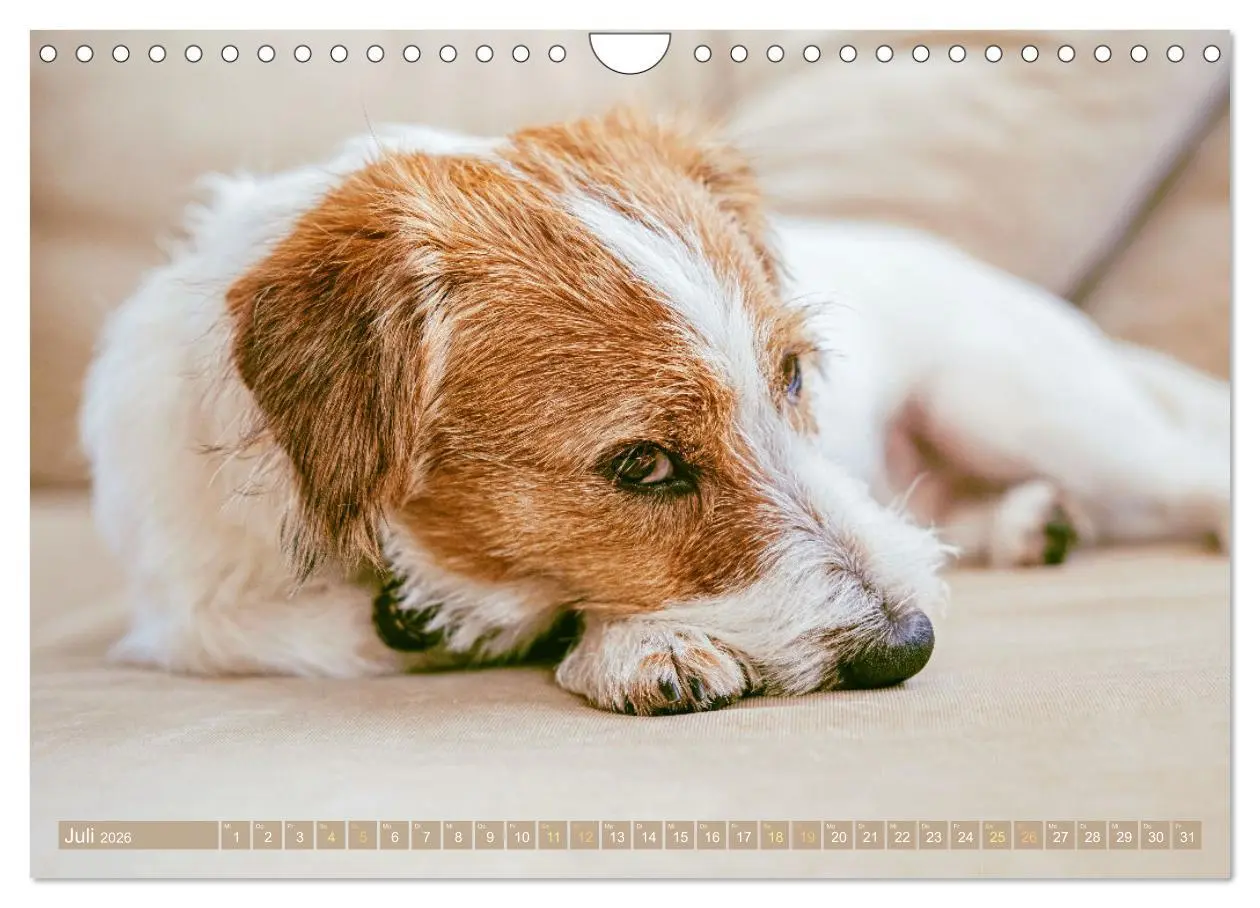 Bild: 9783516597561 | Jack Russell Terrier: flink und verspielt (Wandkalender 2026 DIN A4...