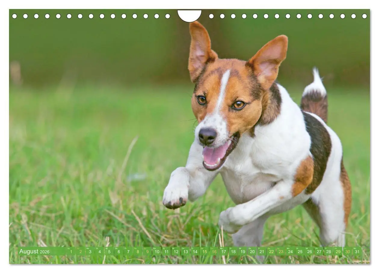 Bild: 9783516597561 | Jack Russell Terrier: flink und verspielt (Wandkalender 2026 DIN A4...