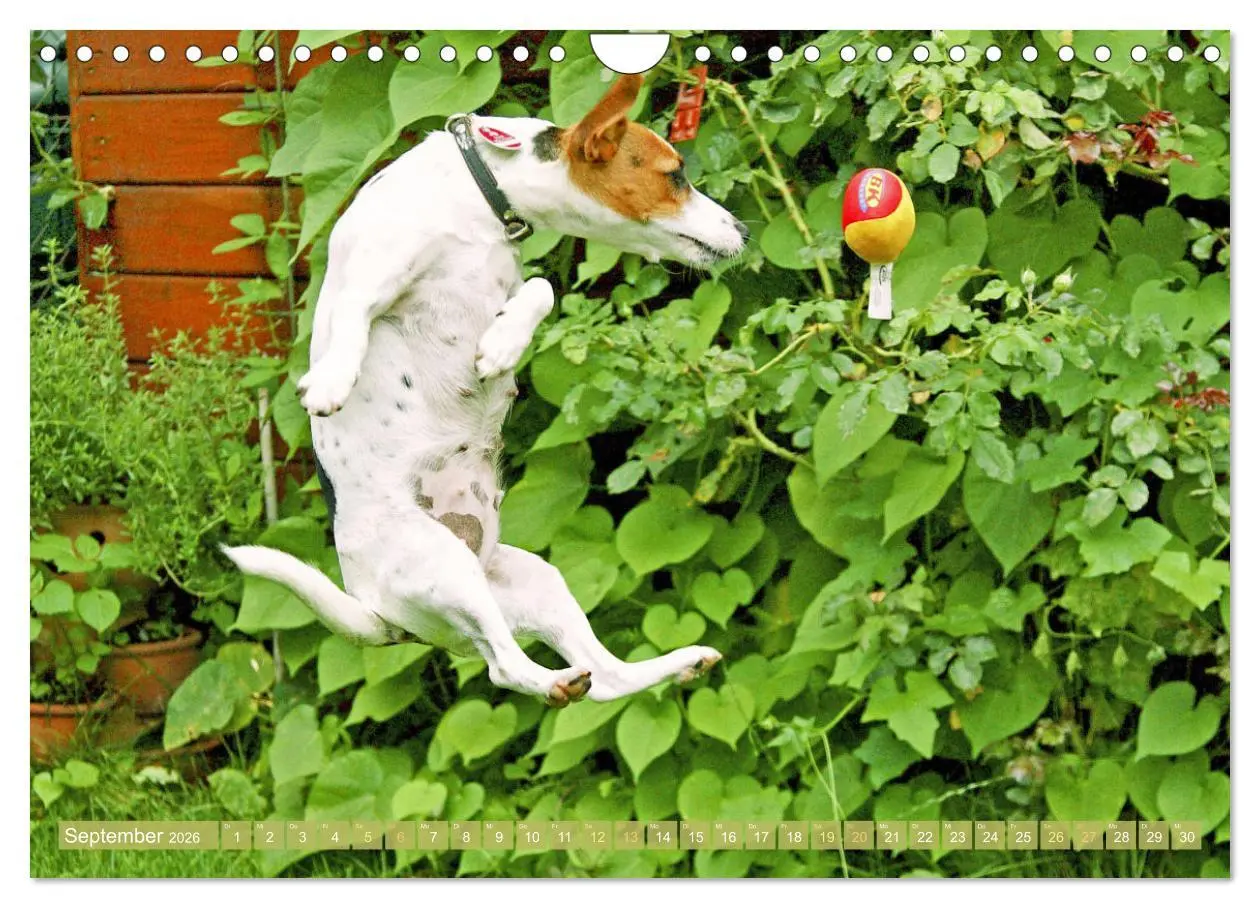 Bild: 9783516597561 | Jack Russell Terrier: flink und verspielt (Wandkalender 2026 DIN A4...