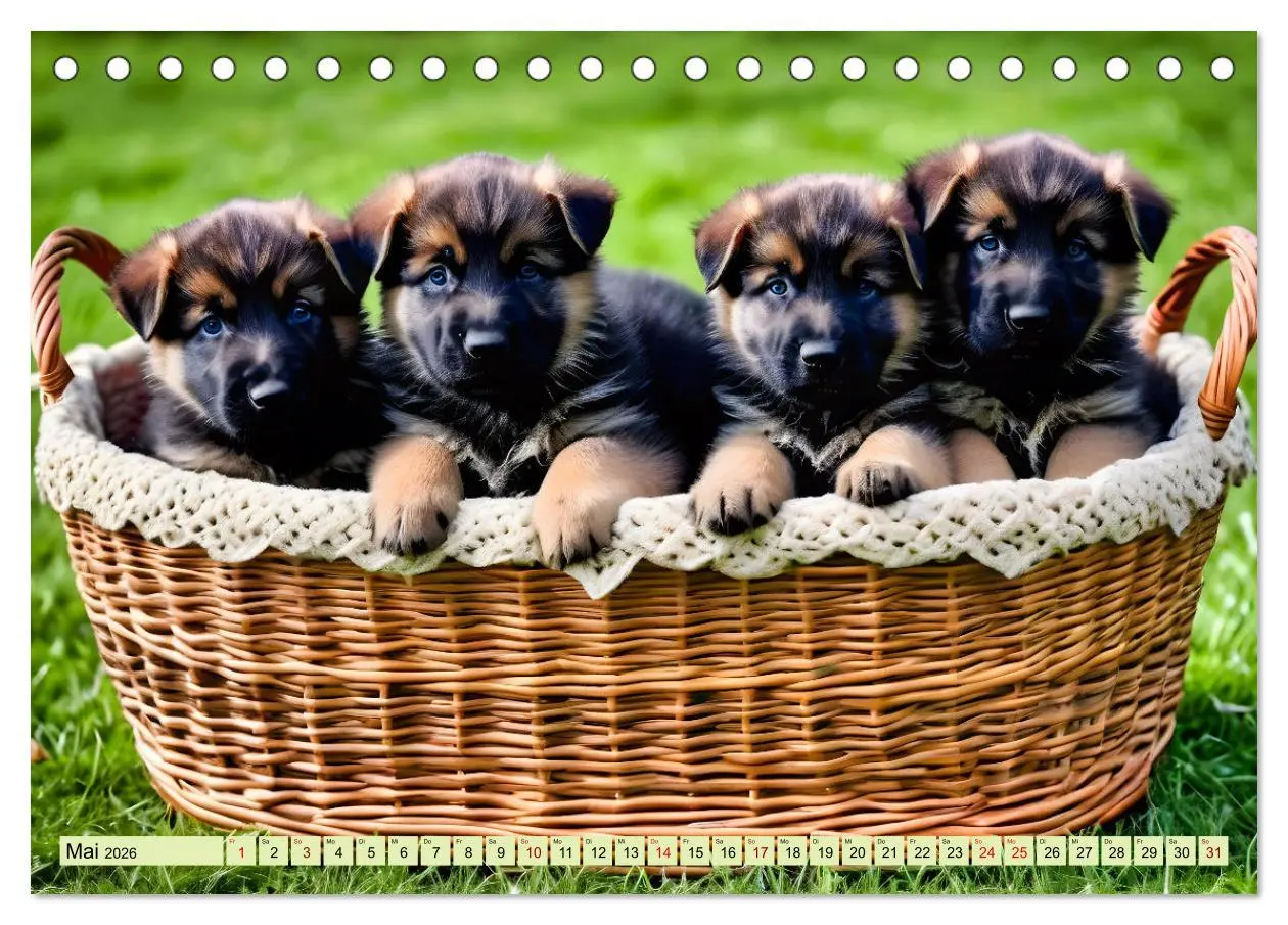 Bild: 9783457327661 | Deutscher Schäferhund - Inbegriff der Treue (Tischkalender 2026 DIN...