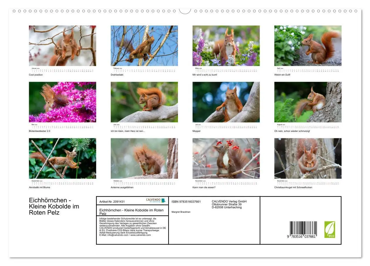 Bild: 9783516037661 | Eichhörnchen - Kleine Kobolde im Roten Pelz (hochwertiger Premium...