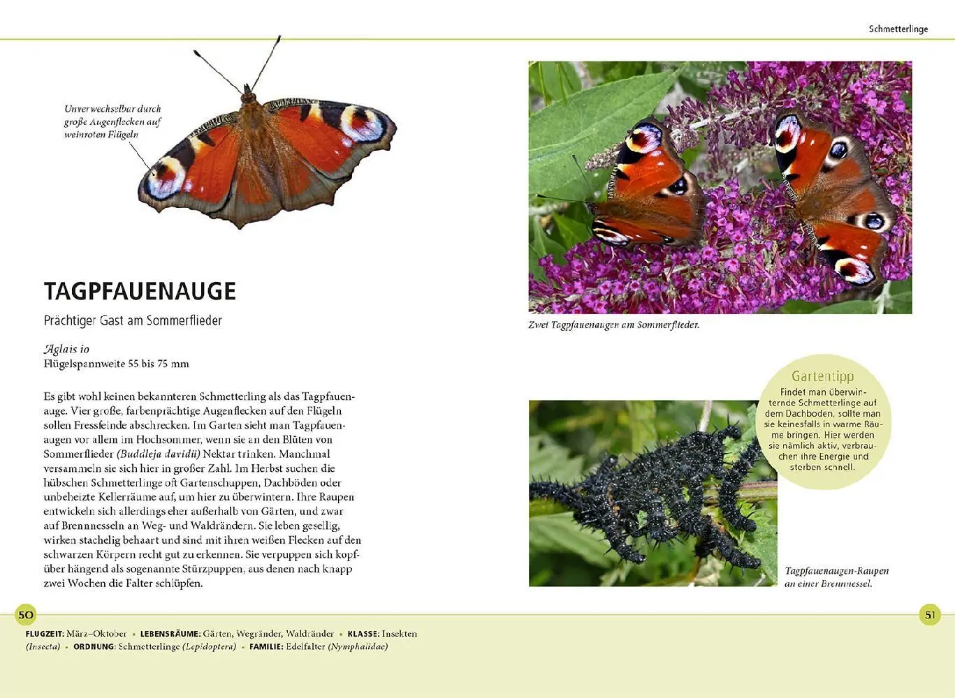 Bild: 9783440177761 | Gartentiere lebensgroß | Hannes Petrischak | Taschenbuch | 112 S.