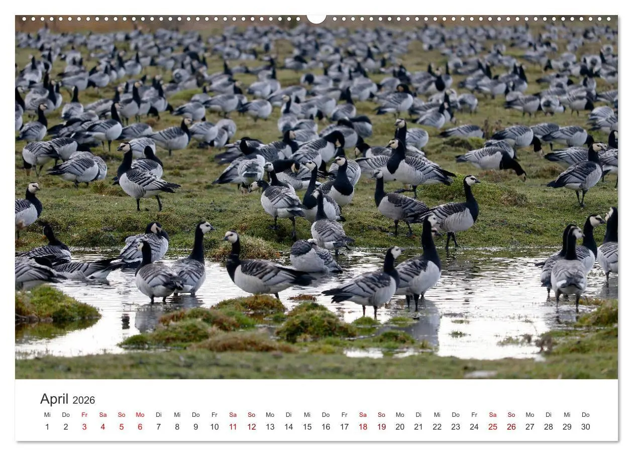 Bild: 9783457937761 | Estland - Pittoreske Schönheit im Baltikum (Wandkalender 2026 DIN...