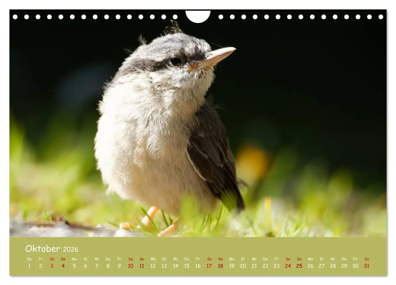 Bild: 9783457547861 | Der Kleiber - Ostfriesenfotografie und der Vogel-Zorro...