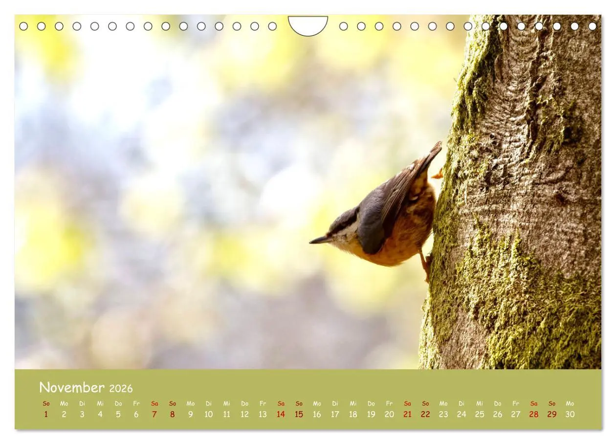 Bild: 9783457547861 | Der Kleiber - Ostfriesenfotografie und der Vogel-Zorro...