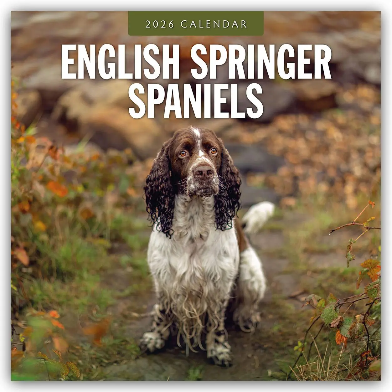 Cover: 9781804428061 | English Springer Spaniels - Englisch Springer Spaniels 2026 -...