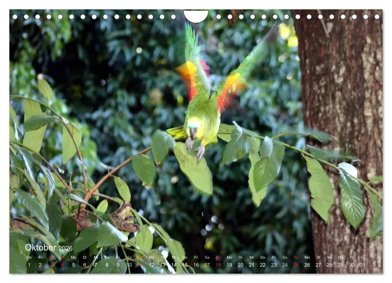 Bild: 9783516138061 | Blaustirnamazonen - Papageien in Paraguay (Wandkalender 2026 DIN A4...