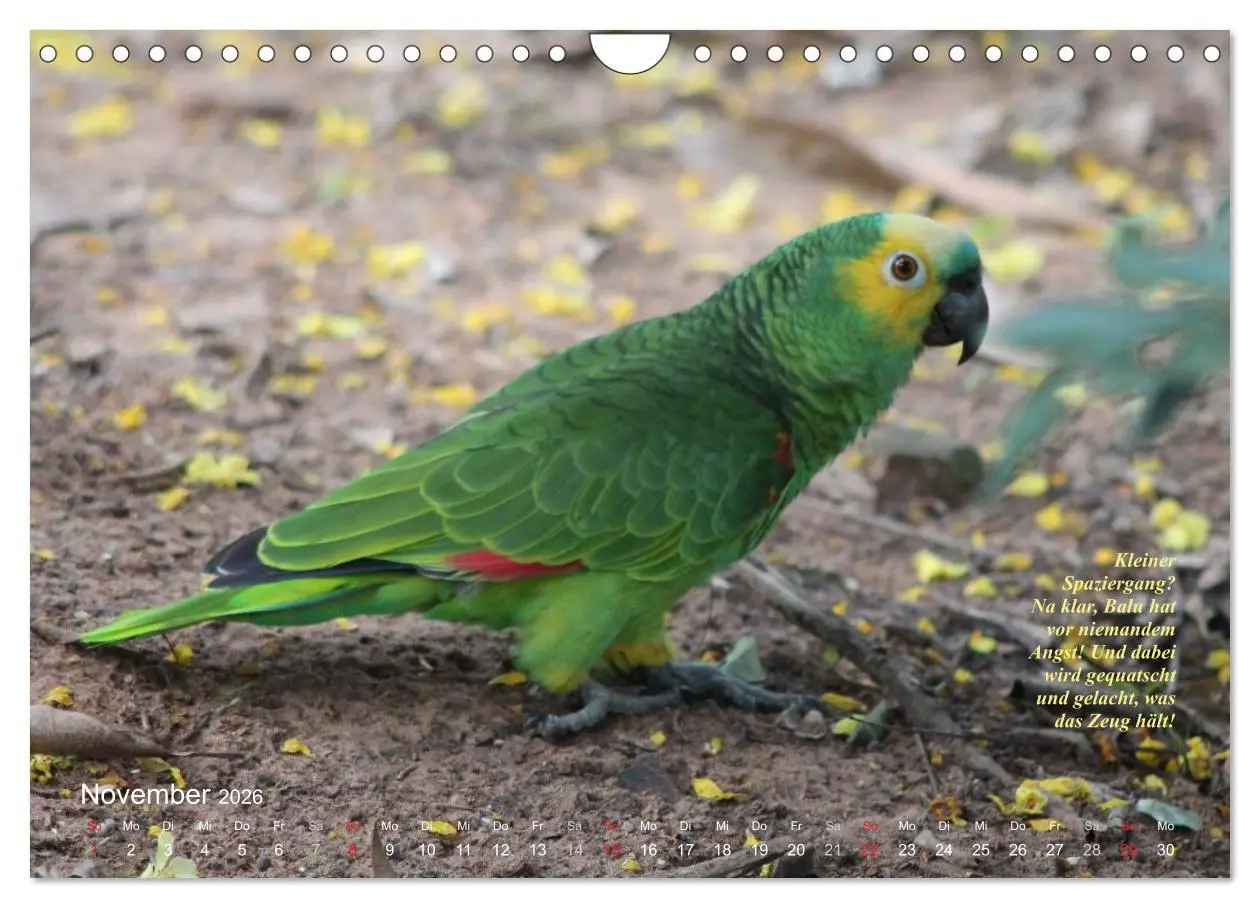 Bild: 9783516138061 | Blaustirnamazonen - Papageien in Paraguay (Wandkalender 2026 DIN A4...
