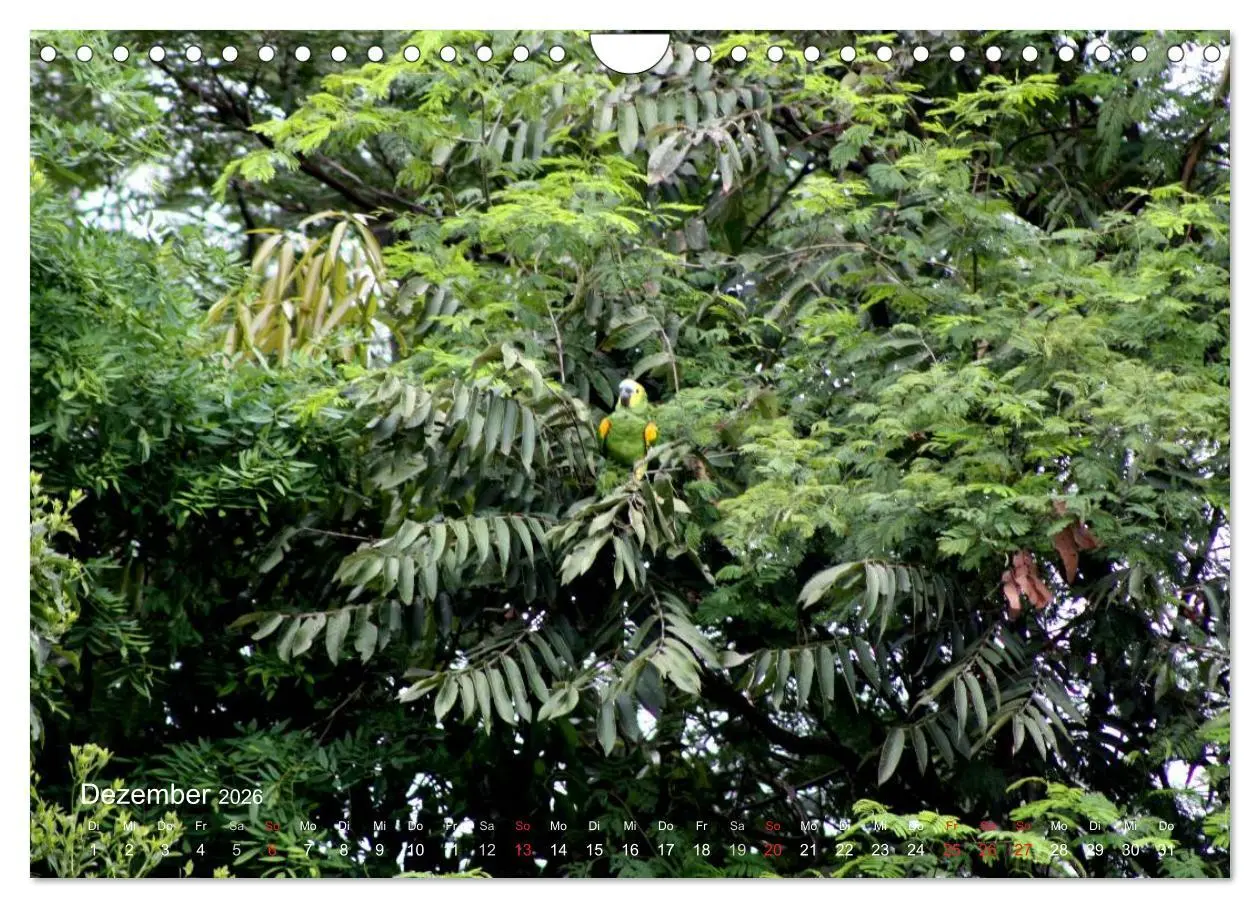 Bild: 9783516138061 | Blaustirnamazonen - Papageien in Paraguay (Wandkalender 2026 DIN A4...