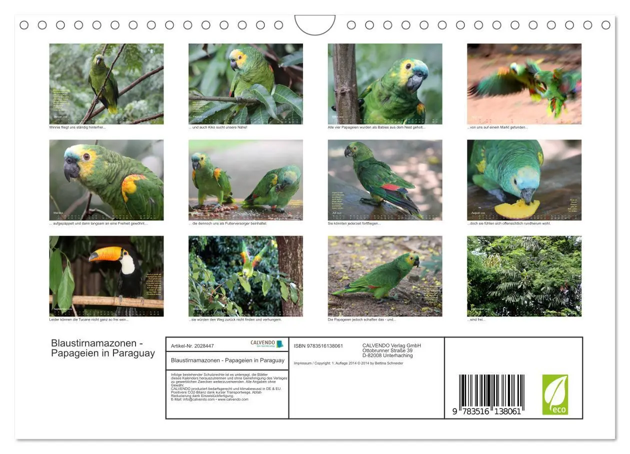 Bild: 9783516138061 | Blaustirnamazonen - Papageien in Paraguay (Wandkalender 2026 DIN A4...