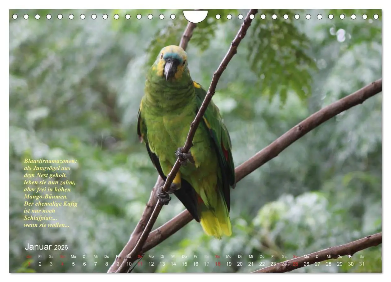 Bild: 9783516138061 | Blaustirnamazonen - Papageien in Paraguay (Wandkalender 2026 DIN A4...