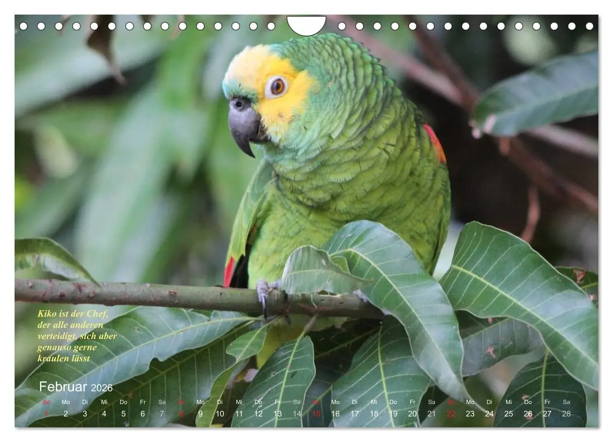 Bild: 9783516138061 | Blaustirnamazonen - Papageien in Paraguay (Wandkalender 2026 DIN A4...