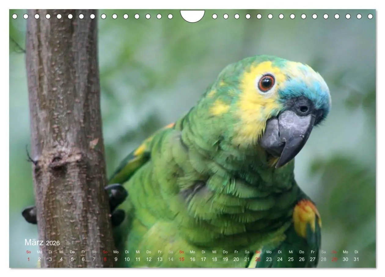 Bild: 9783516138061 | Blaustirnamazonen - Papageien in Paraguay (Wandkalender 2026 DIN A4...