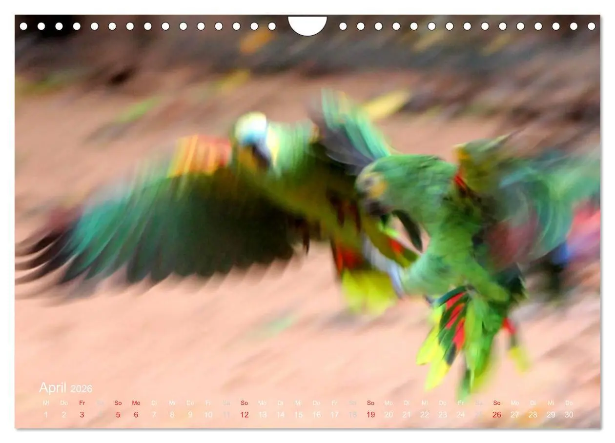 Bild: 9783516138061 | Blaustirnamazonen - Papageien in Paraguay (Wandkalender 2026 DIN A4...