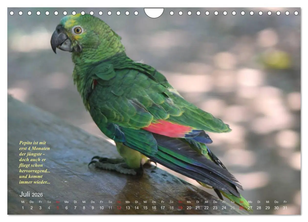 Bild: 9783516138061 | Blaustirnamazonen - Papageien in Paraguay (Wandkalender 2026 DIN A4...