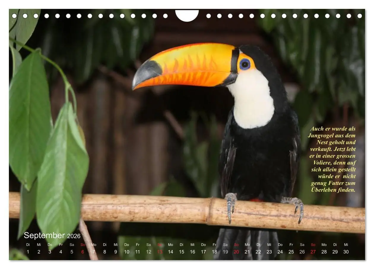 Bild: 9783516138061 | Blaustirnamazonen - Papageien in Paraguay (Wandkalender 2026 DIN A4...