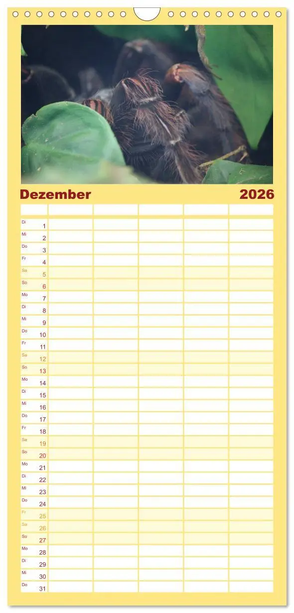 Bild: 9783516518061 | Familienplaner 2026 - Vogelspinnen mit 5 Spalten (Wandkalender, 21...