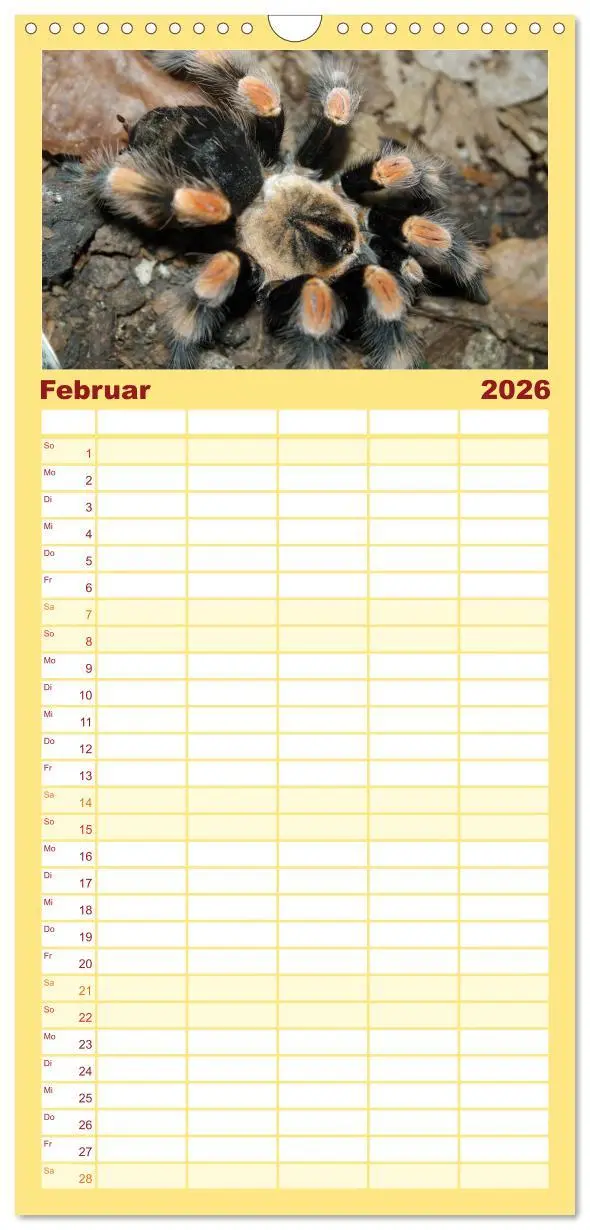 Bild: 9783516518061 | Familienplaner 2026 - Vogelspinnen mit 5 Spalten (Wandkalender, 21...