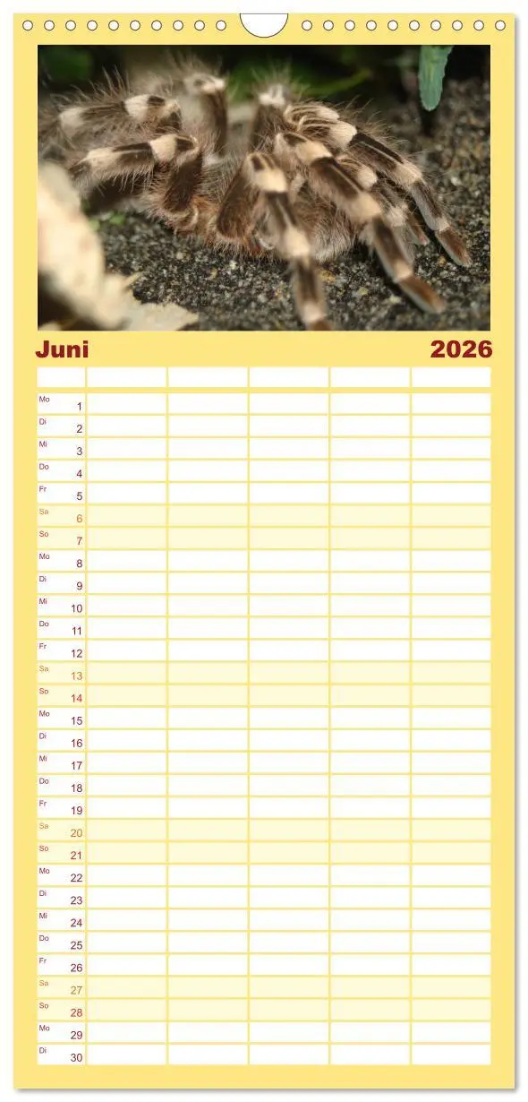 Bild: 9783516518061 | Familienplaner 2026 - Vogelspinnen mit 5 Spalten (Wandkalender, 21...