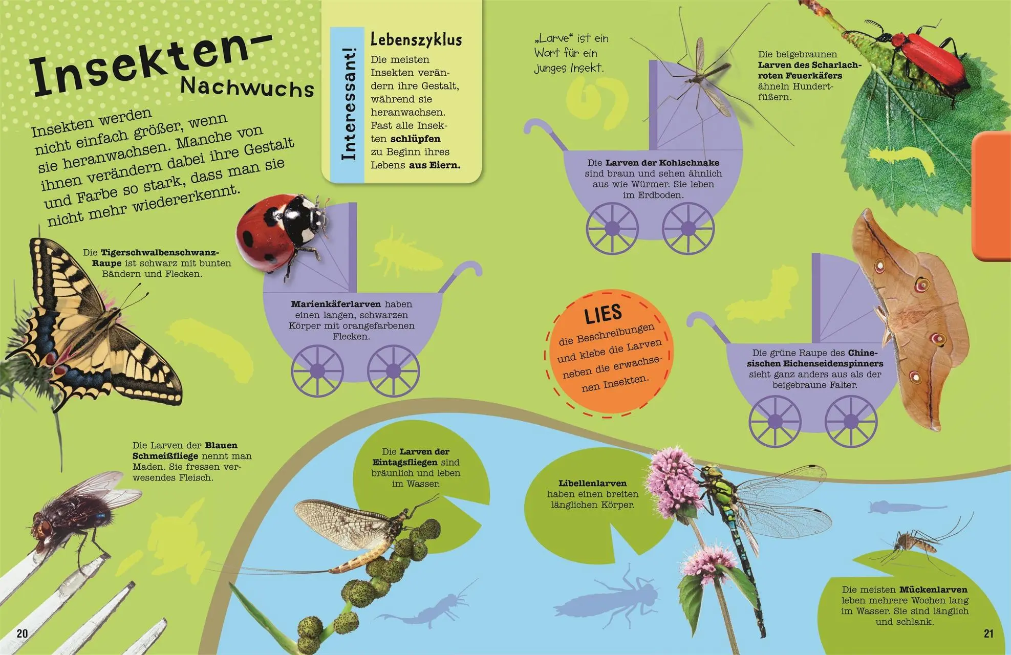 Bild: 9783831028061 | Das Mach-Malbuch Insekten | Eva Sixt | Taschenbuch | Das Mach-Malbuch