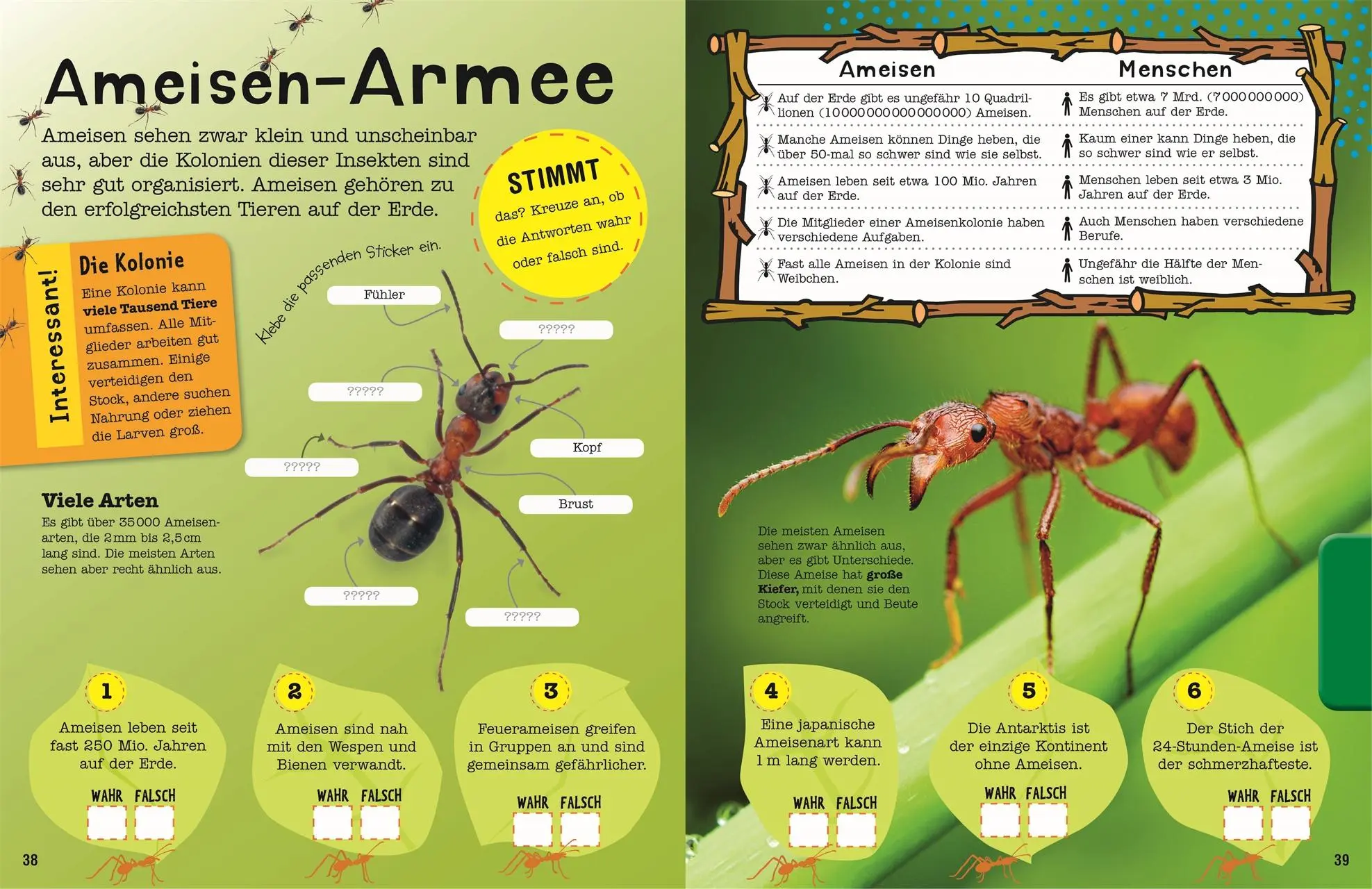 Bild: 9783831028061 | Das Mach-Malbuch Insekten | Eva Sixt | Taschenbuch | Das Mach-Malbuch