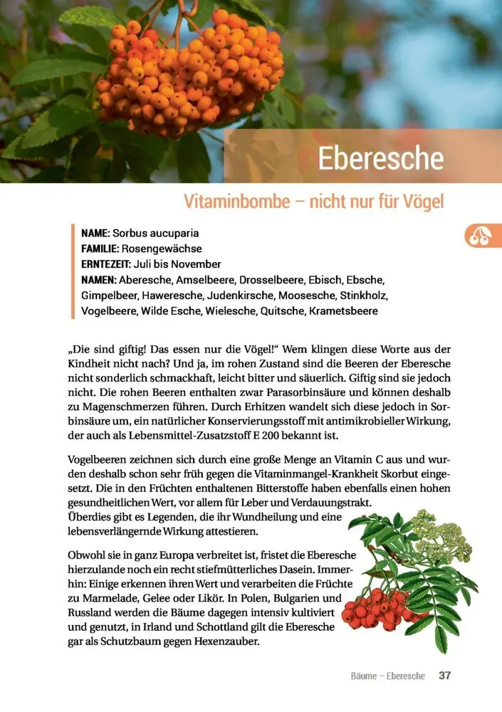 Bild: 9783946658061 | Geh raus! Deine Stadt ist essbar | Taschenbuch | 192 S. | Deutsch