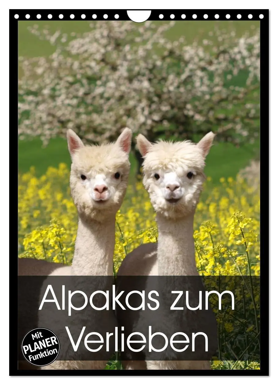 Cover: 9783516438161 | Alpakas zum Verlieben (Wandkalender 2026 DIN A4 hoch), CALVENDO...
