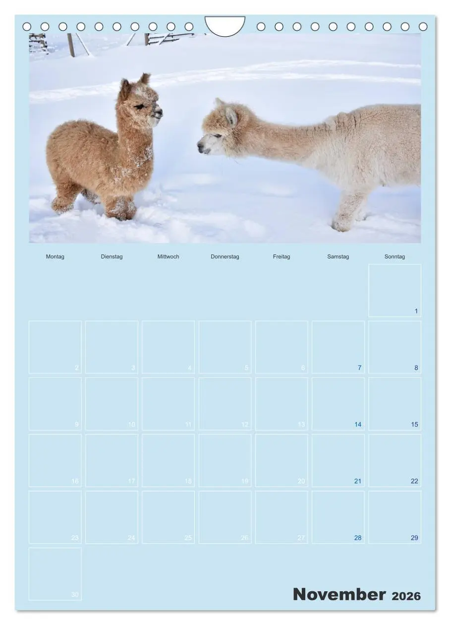 Bild: 9783516438161 | Alpakas zum Verlieben (Wandkalender 2026 DIN A4 hoch), CALVENDO...