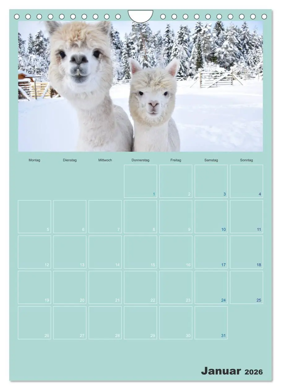 Bild: 9783516438161 | Alpakas zum Verlieben (Wandkalender 2026 DIN A4 hoch), CALVENDO...