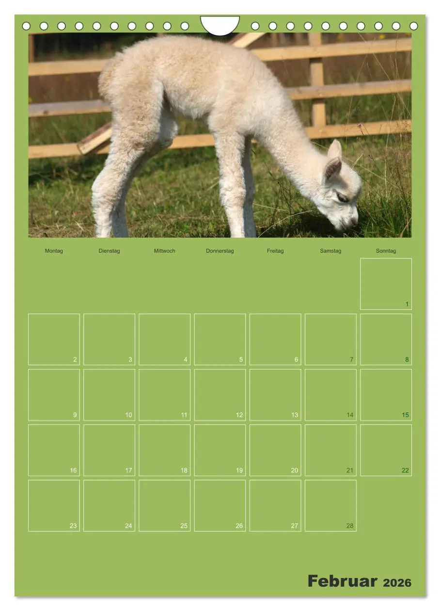 Bild: 9783516438161 | Alpakas zum Verlieben (Wandkalender 2026 DIN A4 hoch), CALVENDO...