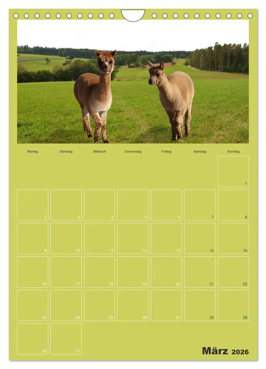 Bild: 9783516438161 | Alpakas zum Verlieben (Wandkalender 2026 DIN A4 hoch), CALVENDO...
