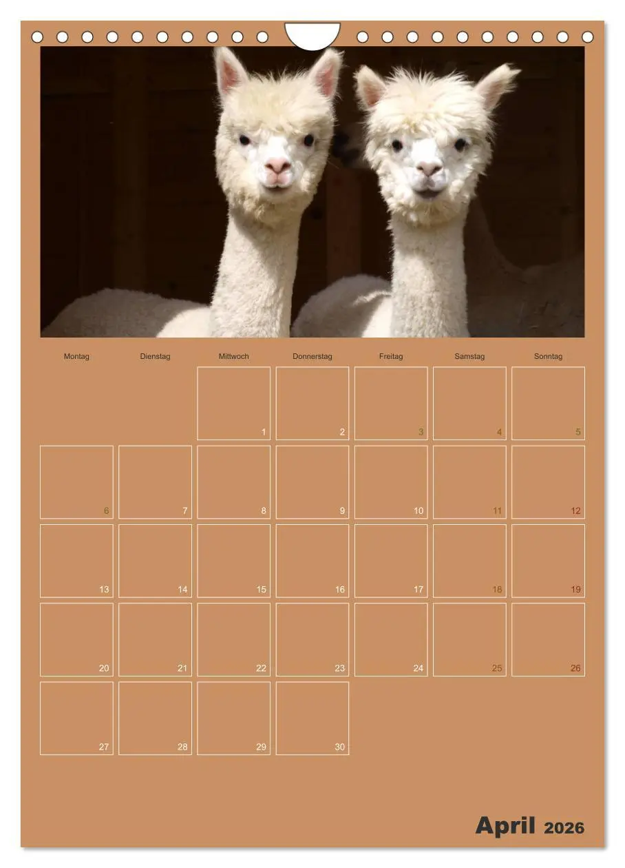 Bild: 9783516438161 | Alpakas zum Verlieben (Wandkalender 2026 DIN A4 hoch), CALVENDO...