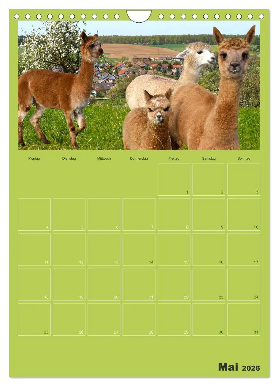 Bild: 9783516438161 | Alpakas zum Verlieben (Wandkalender 2026 DIN A4 hoch), CALVENDO...
