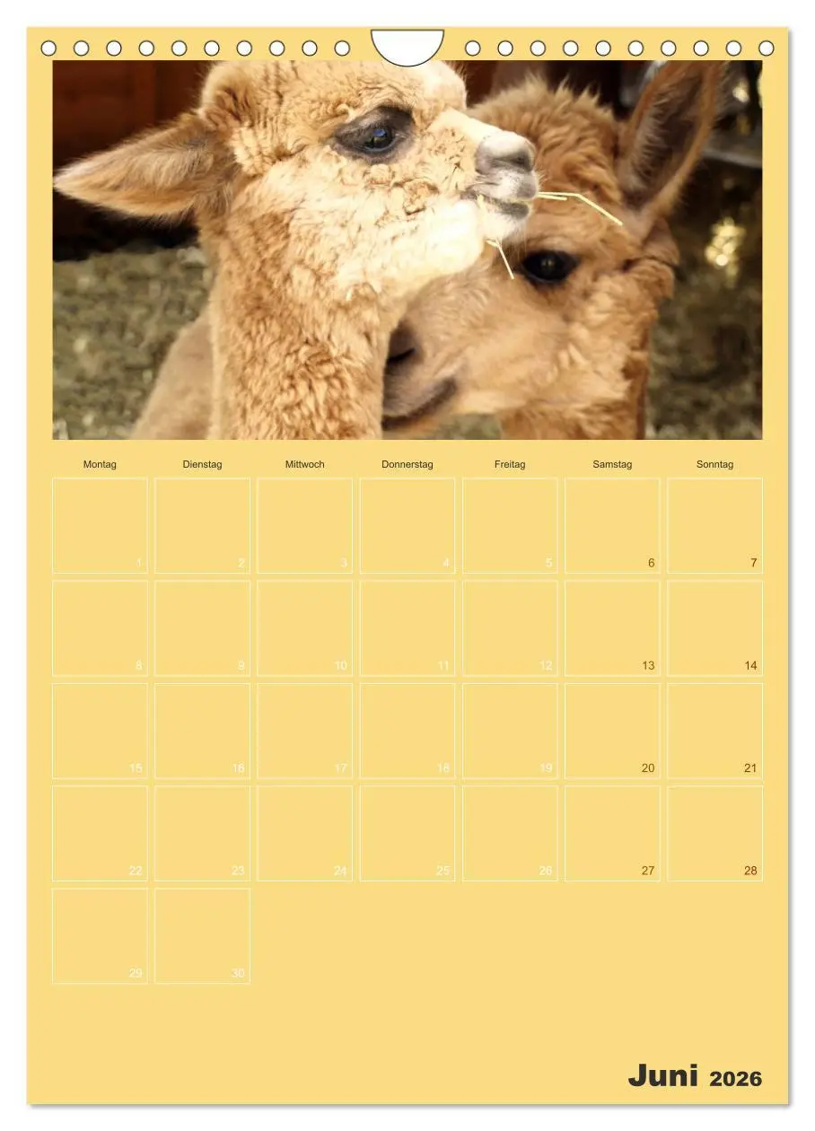 Bild: 9783516438161 | Alpakas zum Verlieben (Wandkalender 2026 DIN A4 hoch), CALVENDO...