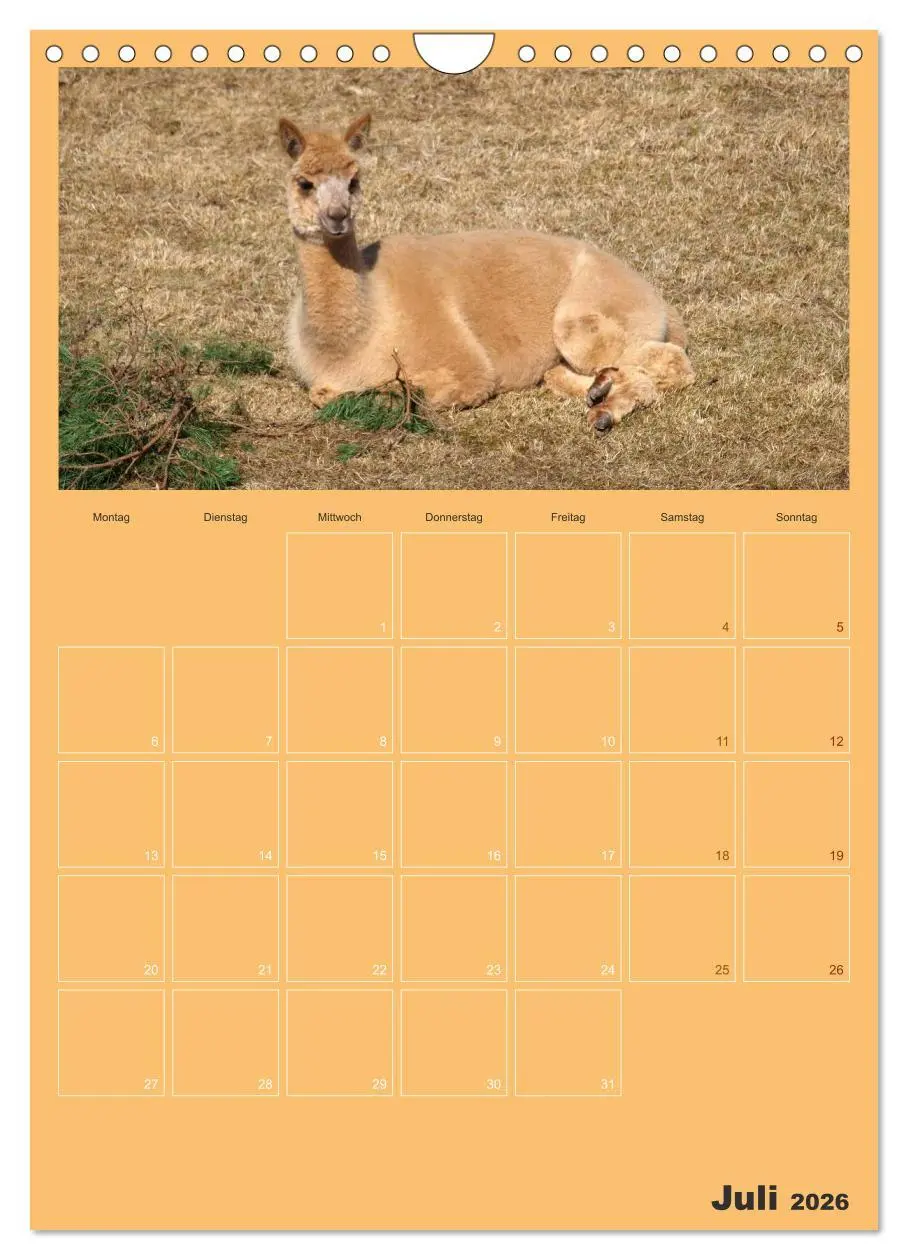 Bild: 9783516438161 | Alpakas zum Verlieben (Wandkalender 2026 DIN A4 hoch), CALVENDO...