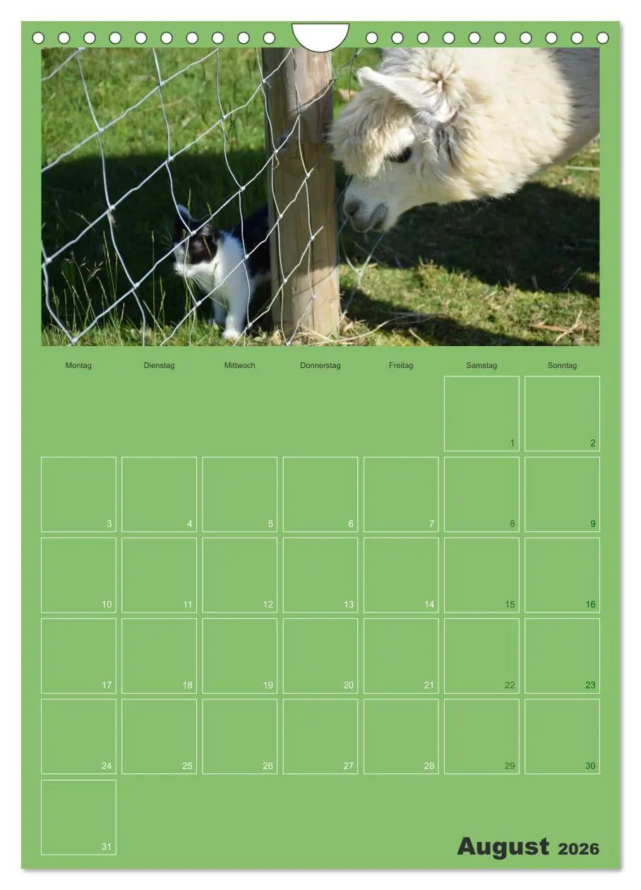 Bild: 9783516438161 | Alpakas zum Verlieben (Wandkalender 2026 DIN A4 hoch), CALVENDO...