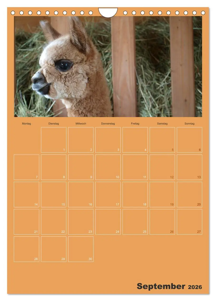 Bild: 9783516438161 | Alpakas zum Verlieben (Wandkalender 2026 DIN A4 hoch), CALVENDO...