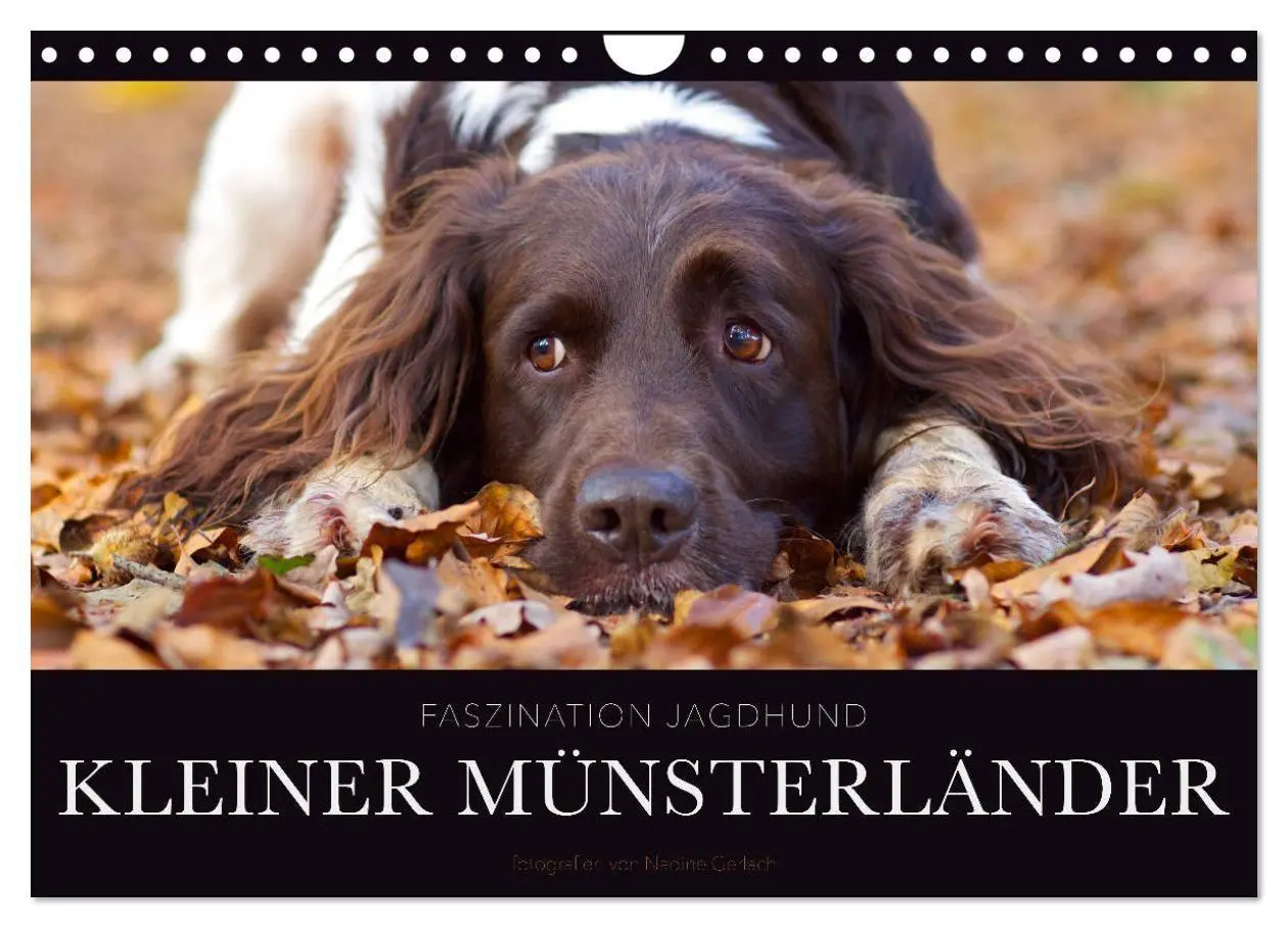 Cover: 9783569838161 | Faszination Jagdhund - Kleiner Münsterländer (Wandkalender 2027 DIN...