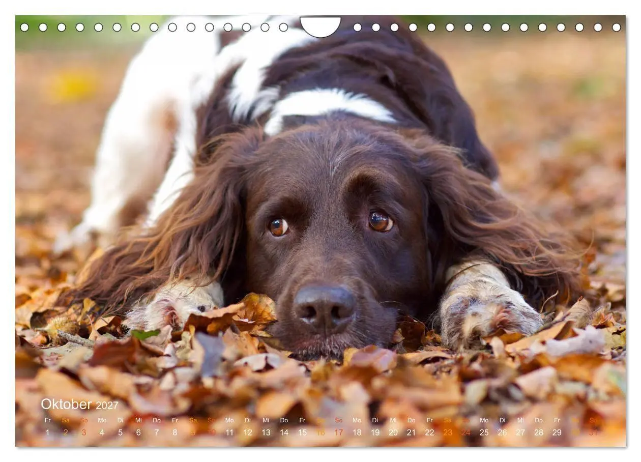 Bild: 9783569838161 | Faszination Jagdhund - Kleiner Münsterländer (Wandkalender 2027 DIN...