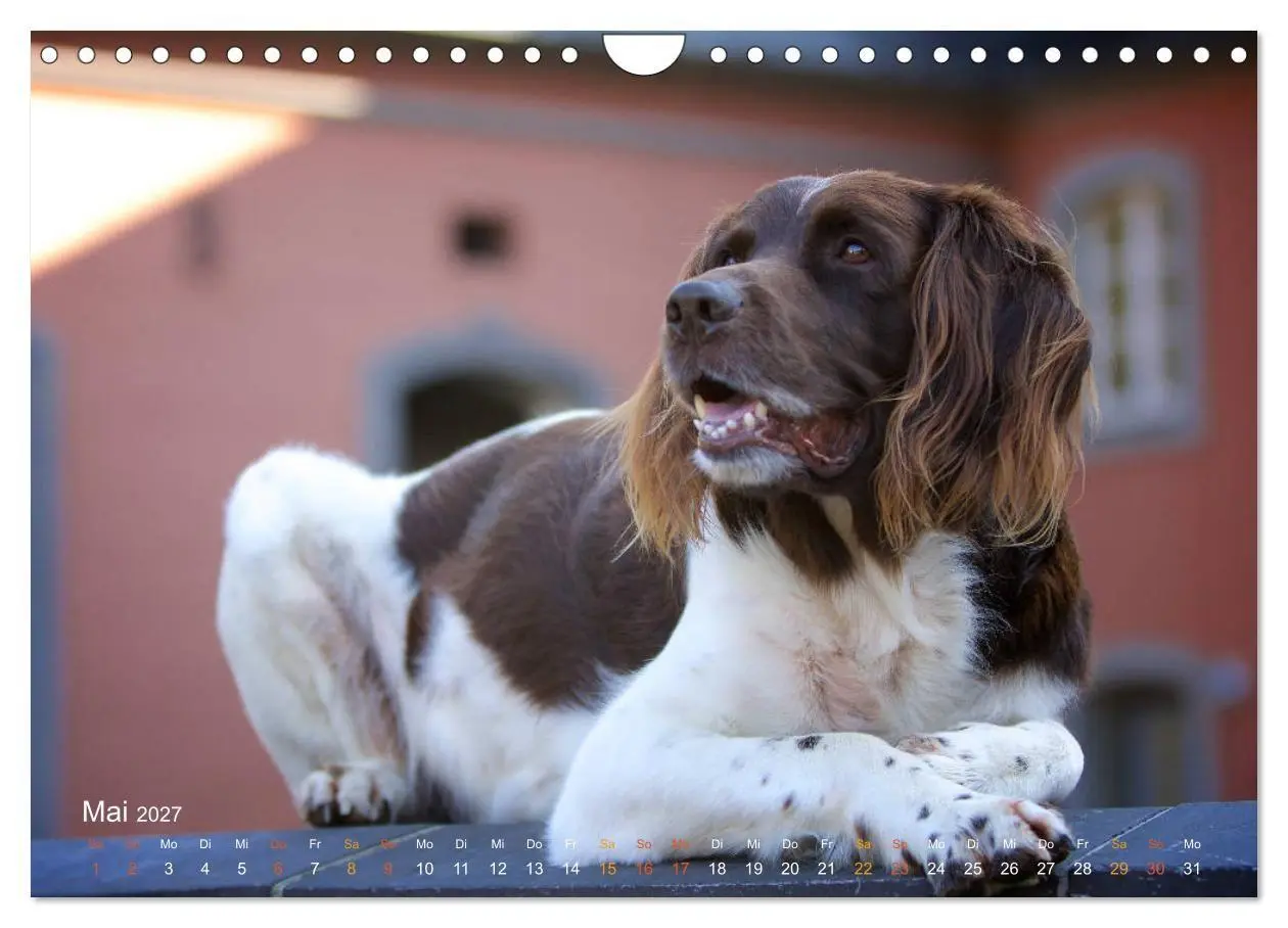 Bild: 9783569838161 | Faszination Jagdhund - Kleiner Münsterländer (Wandkalender 2027 DIN...