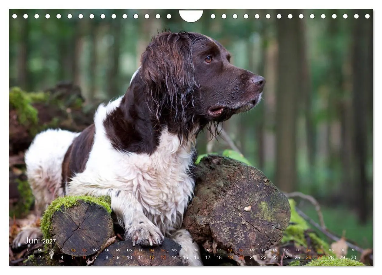 Bild: 9783569838161 | Faszination Jagdhund - Kleiner Münsterländer (Wandkalender 2027 DIN...