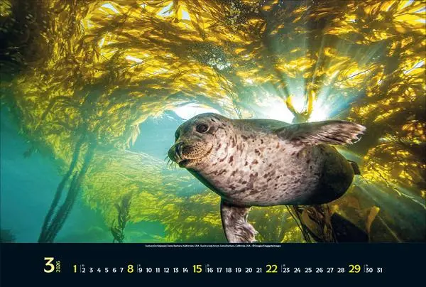 Bild: 9783731888161 | Magie der Meere 2026 | Verlag Korsch | Kalender | 14 S. | Deutsch