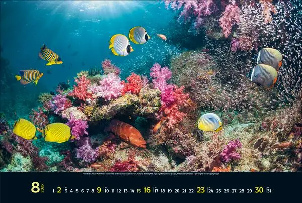 Bild: 9783731888161 | Magie der Meere 2026 | Verlag Korsch | Kalender | 14 S. | Deutsch