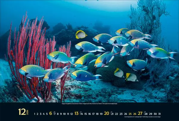 Bild: 9783731888161 | Magie der Meere 2026 | Verlag Korsch | Kalender | 14 S. | Deutsch