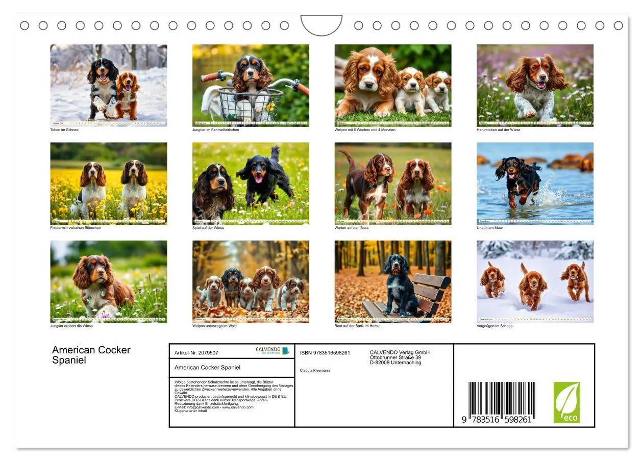 Bild: 9783516598261 | American Cocker Spaniel (Wandkalender 2026 DIN A4 quer), CALVENDO...