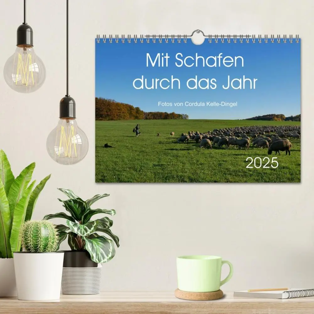 Bild: 9783435308361 | Mit Schafen durch das Jahr (Wandkalender 2025 DIN A4 quer),...