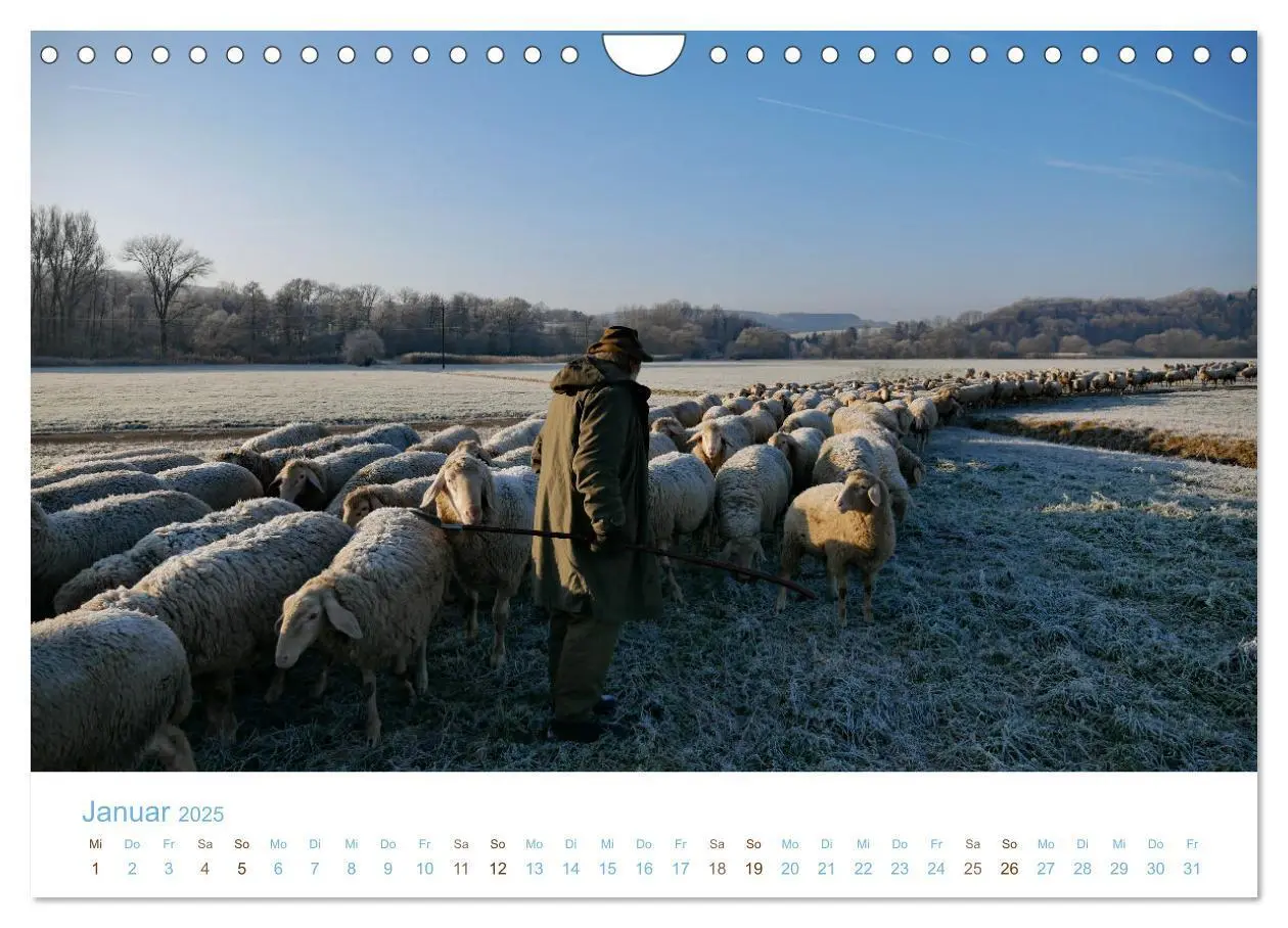 Bild: 9783435308361 | Mit Schafen durch das Jahr (Wandkalender 2025 DIN A4 quer),...