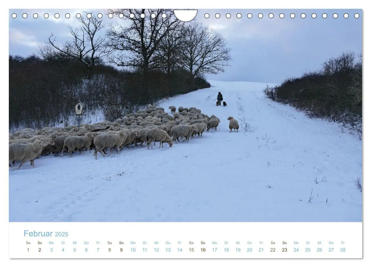 Bild: 9783435308361 | Mit Schafen durch das Jahr (Wandkalender 2025 DIN A4 quer),...