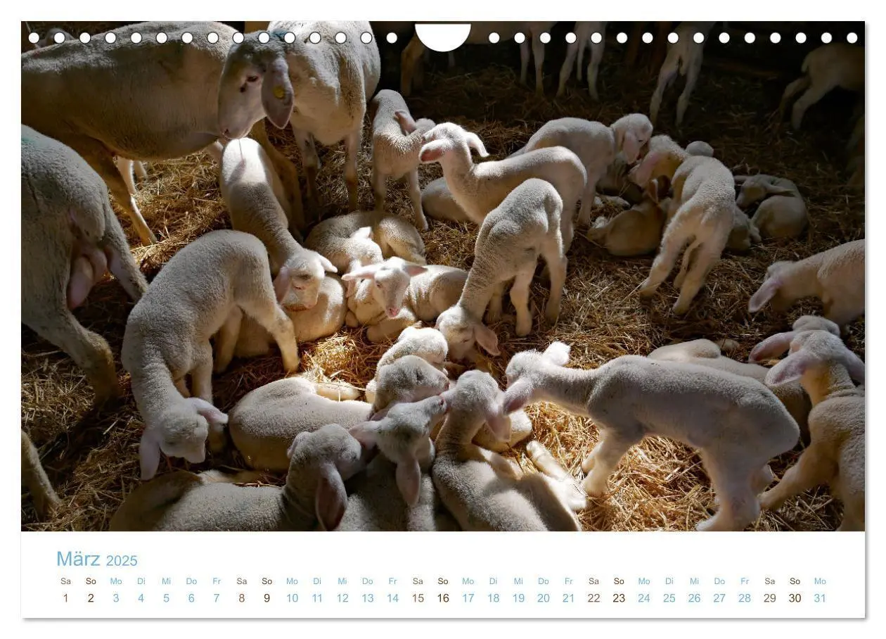 Bild: 9783435308361 | Mit Schafen durch das Jahr (Wandkalender 2025 DIN A4 quer),...