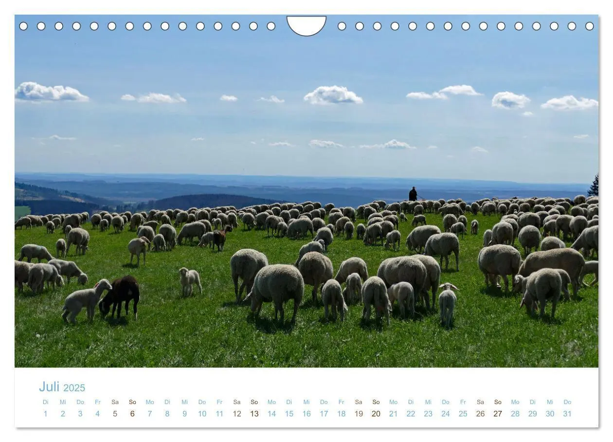 Bild: 9783435308361 | Mit Schafen durch das Jahr (Wandkalender 2025 DIN A4 quer),...